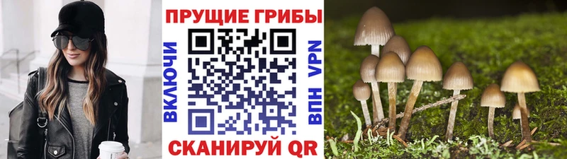 Псилоцибиновые грибы Psilocybe  как найти наркотики  Камбарка 